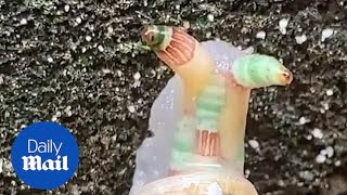 エンタメウィーク