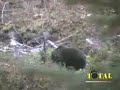 Grizzly Bear British Columbia
