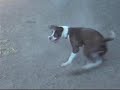 Spinning Dog