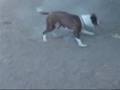 Spinning Dog