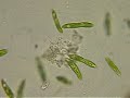 Euglena wide shot