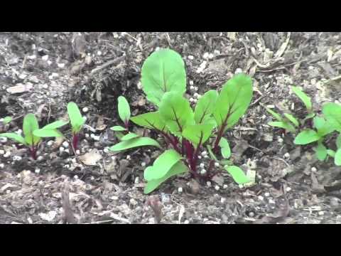 how to grow roma vf tomatoes