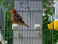 European Goldfinch(Carduelis carduelis) X Canary