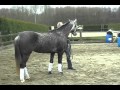 Joly's Arianne ( springen 2 )   13.03.2011