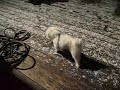 Maltese Dogs First Snow