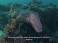 Cambio clim�tico en el mar: Galicia