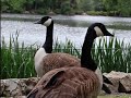 Swan Lake Sumter, SC Susan Reardon Thompson Realtor 803.968.9560 Summit Realty and Development