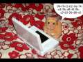 funny hamsters (LOL!!) funny hamsters (LOL!!)