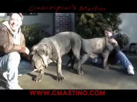 neapolitan mastiff