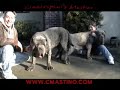 Neapolitan  Mastiff Cinciripni's