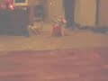 Amazing Breakdancing Kid