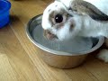 R.I.P. Cookie the bunny