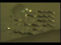 Micro actuator using applied magnetic field