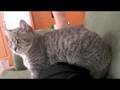 マンチカン vs 猫じゃらし