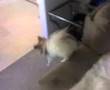 Papillon video