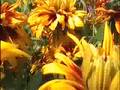 Tropisch Vordenstein  17 - Rudbeckia