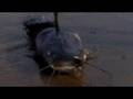 Huge Catfish ashore