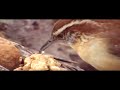 Carolina Wren closeup (Full Length Version)