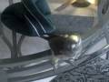 videos de Myers Parrot on Glass Table