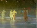 hei muumi!este video es en finlandia con Saga,la nena q cuido.fuimos a ver el show the muumi el hipopotamo blanco jaja