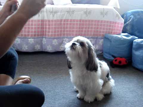 Bingo o cachorro cantor