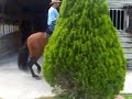 Don Pepe  Caballo de Trote y Galope Colombiano