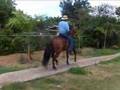 Don Pepe  Caballo de Trote y Galope Colombiano