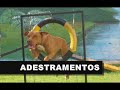 Behaviorismo - Aplicações