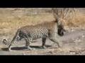 Botswana-Khwai-Leopard carries cub