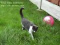 When Cats Attack
