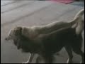 WWA4 DOG WRESTLING:  WOLF VS. ALLIE