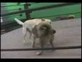 WWA4 DOG WRESTLING:  WOLF VS. ALLIE