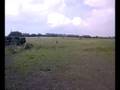 Elkie in field
