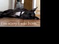 pit bull