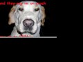 pit bull
