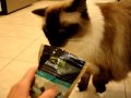 Caymus, a 5-year old Ragdoll Cat, Trying ZiwiPeak 'Good-Cat' Treats (FIsh & Venison Recipe)