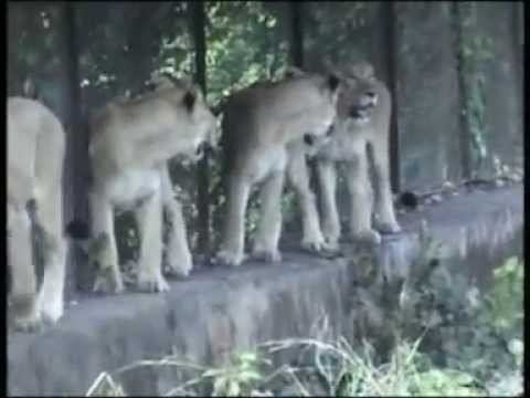asian lion