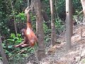 one-please-save-our-orangutans.html