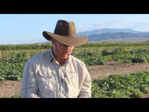 how to harvest squash flowers
