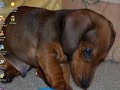 My dog!!!