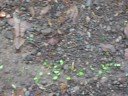 Ant Highway