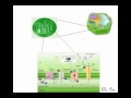 Electron Transport Chain Review