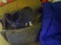 videos de BetseyJchasinghertail.mov