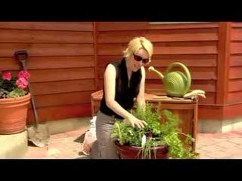 how to replant herbs in pots