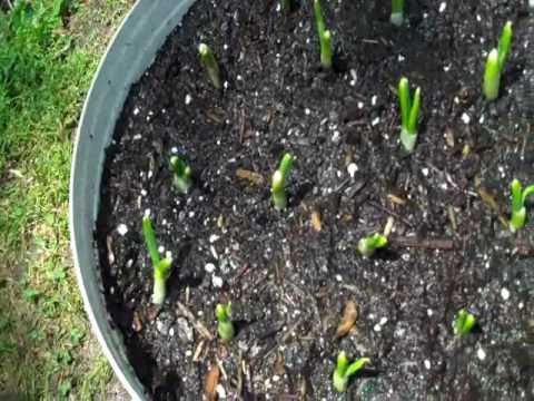 how to replant green onions in water