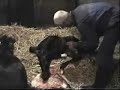 Geboorte Dark Aziz van ons Plekje Geboorte Dark Aziz van ons Plekje