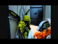 Reign of Terror (Prologue)