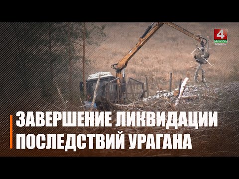 С опережением графика ведут очистку леса от последствий июльского урагана на Гомельщине видео