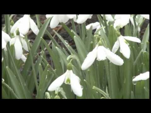 how to transplant snowdrops in the green