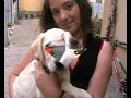 Labrador Dixy Labrador Dixy